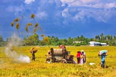 Nhân rộng mô hình cánh đồng mẫu liên kết sản xuất theo chuỗi giá trị - ảnh 1